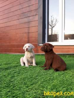 ÇİKOLATA LABRADOR RETRIEVER YAVRULARIMIZ 5
