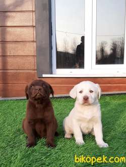 ÇİKOLATA LABRADOR RETRIEVER YAVRULARIMIZ 2
