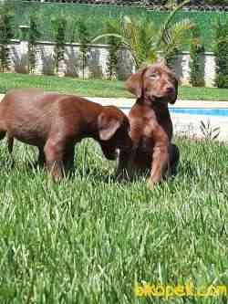 ÇİKOLATA LABRADOR RETRIEVER YAVRULARIMIZ 4