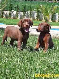 ÇİKOLATA LABRADOR RETRIEVER YAVRULARIMIZ 2