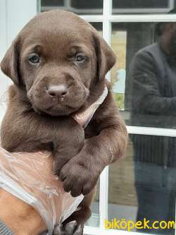 ÇİKOLATA LABRADOR RETRIEVER YAVRULARIMIZ ÇİFTLİKTEN 2
