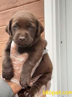ÇİKOLATA LABRADOR RETRIEVER YAVRULARIMIZ ÇİFTLİKTEN 3