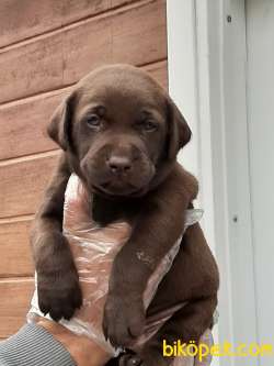 ÇİKOLATA LABRADOR RETRIEVER YAVRULARIMIZ ÇİFTLİKTEN 1