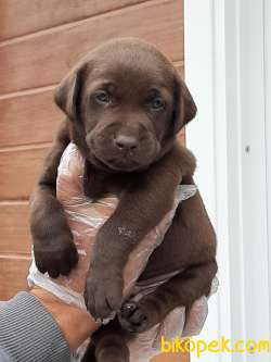 ÇİKOLATA LABRADOR RETRIEVER YAVRULARIMIZ ÇİFTLİKTEN 4