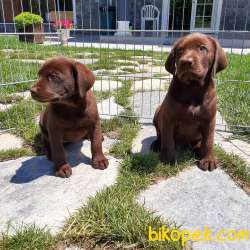 ÇİKOLATA LABRADOR RETRIEVER YAVRULARIMIZ 4