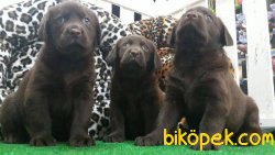 CİKOLATA LABRADOR RETRIEVER YAVRULARIMIZ  GELDİ 4