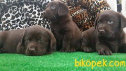 CİKOLATA LABRADOR RETRIEVER YAVRULARIMIZ  GELDİ 3