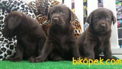 CİKOLATA LABRADOR RETRIEVER YAVRULARIMIZ  GELDİ 2