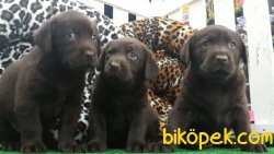 CİKOLATA LABRADOR RETRIEVER YAVRULARIMIZ  GELDİ 5