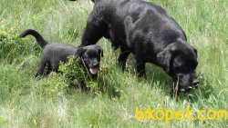 CİKOLATA LABRADOR RETRIEVER YAVRULARIMIZ  GELDİ 1