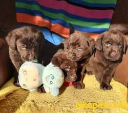 Çikolata Labrador Yavrular 4