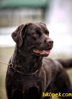 Çikolata Labrador Yavruları 5