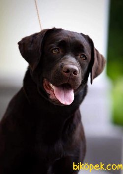 Çikolata Labrador Yavruları 1