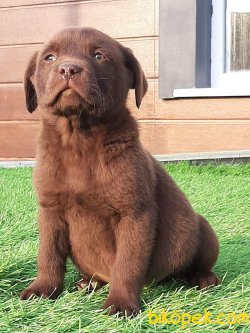Çikolata Labrador Yavruları 2
