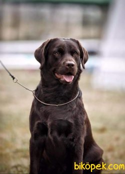 Çikolata Labrador Yavruları 4