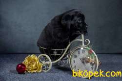ÇİKOLATA LABRADOR  YAVRULARI 1