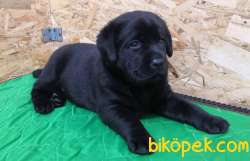 ÇİKOLATA LABRADOR  YAVRULARI 4