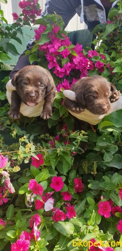 Çikolata Labrador Yavruları Evinizin Neşesi 4