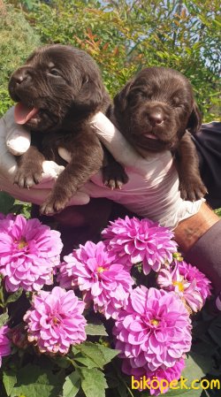 Çikolata Labrador Yavruları Evinizin Neşesi 1