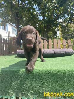 Cikolata Labrador Yavrularimiz 1