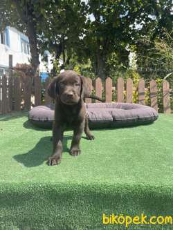 Cikolata Labrador Yavrularimiz 3