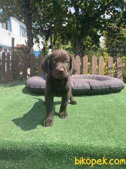 Cikolata Labrador Yavrularimiz 2