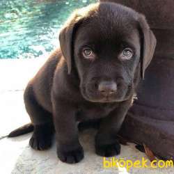 Cikolata Labrador Yavrularimiz Disi Erkek 3