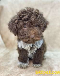 ÇİKOLATA MİNYATÜR POODLE 3