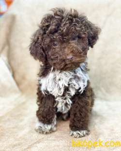ÇİKOLATA MİNYATÜR POODLE 2