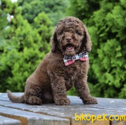 Çikolata Poodle 2