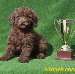 Çikolata Poodle 1