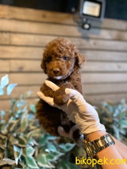 CIKOLATA POODLE YAVRULARIMIZ 3