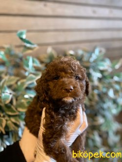 CIKOLATA POODLE YAVRULARIMIZ 2