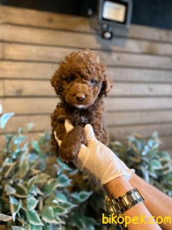 CIKOLATA POODLE YAVRULARIMIZ 1