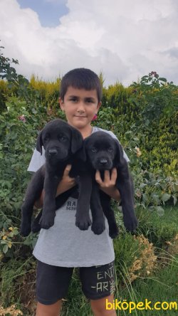 Çikolata Tarzı Çok Tatlı Labrador Yavrularım 3