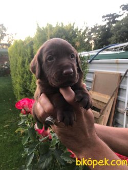 Çikolata Tarzı Çok Tatlı Labrador Yavrularım 1