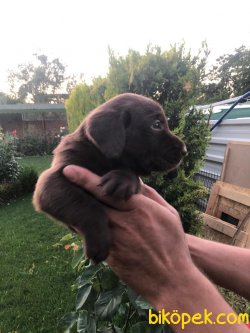 Çikolata Tarzı Çok Tatlı Labrador Yavrularım 2