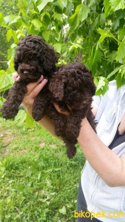 ÇİKOLATA TOY POODLE YAVRULARI 2