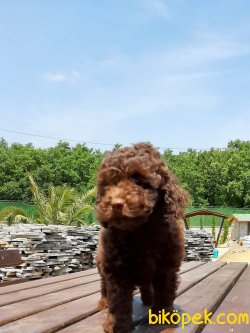 Orjinal ÇİKOLATA TOY POODLE YAVRULARI 4