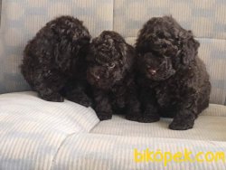 Çikolata TOY POODLE YAVRULARI 2