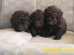 Çikolata TOY POODLE YAVRULARI 1