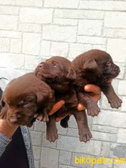 ÇİKOLATA VE ŞAMPANYA LABRADOR YAVRULAR 1