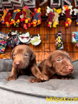 Çikolata Ve Siyah Labrador Retriever Yavrularımız 4