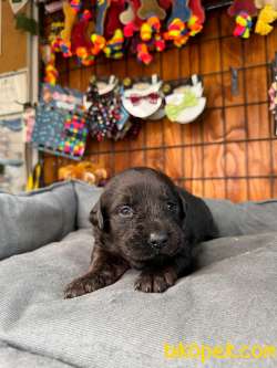 Çikolata Ve Siyah Labrador Retriever Yavrularımız 5