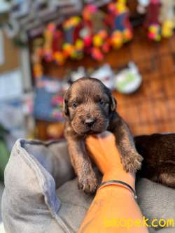 Çikolata Ve Siyah Labrador Retriever Yavrularımız 2