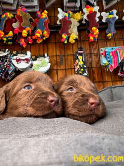 Çikolata Ve Siyah Labrador Retriever Yavrularımız 3