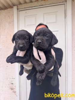 Çikolata Ve Siyah Labrador Retriever Yavrularımız 4