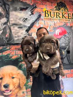 Çikolata Ve Siyah Labrador Retriever Yavrularımız 5