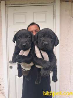 Çikolata Ve Siyah Labrador Retriever Yavrularımız 2