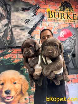 Çikolata Ve Siyah Labrador Retriever Yavrularımız